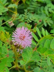 pink and yellow flower