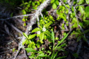 Obraz premium Two starflowers in bloom early spring