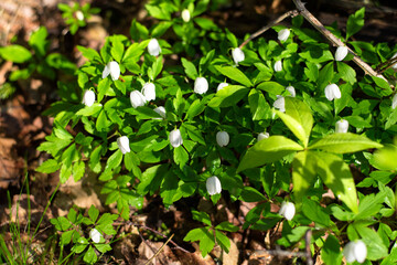 wood anemone blooming in Maine forest