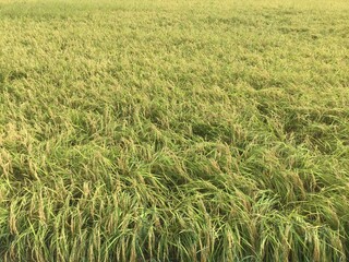 Rice ears colored in Japanese rice fields