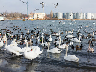 In winter, white swans and seagulls swim in sea. Sea swans, gulls and ducks in winter in coastal waters. Feeding hungry seabirds in winter.