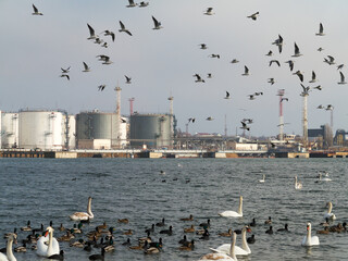 In winter, white swans and seagulls swim in sea. Sea swans, gulls and ducks in winter in coastal waters. Feeding hungry seabirds in winter.