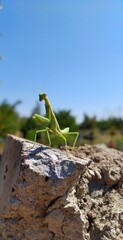 lizard on the tree