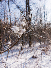 Winter background. Snow-covered green bushes in winter forest. Branch with loose snow in focus on blurred forest background. Snow covered bushes, branches in snow, snow on branches