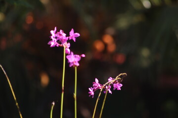 flowers in the garden