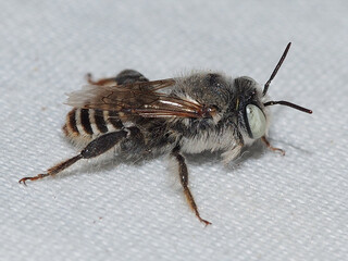 Mason Bee (Lithurgus tibialis)