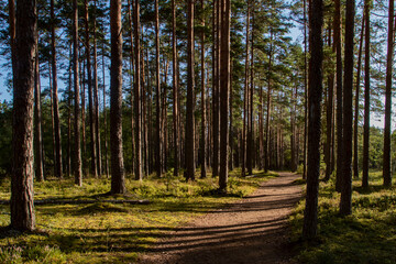 A summer or autumn nature photograph of a sparse pine tree forest with a walking path or dirt road and shadows
