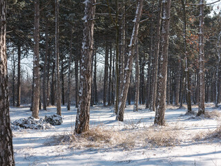Winter forest. Snow covered trees in winter forest with road. Sunset in wood between trees strains in winter period. Country road covered by fresh snow during winter Christmas time.