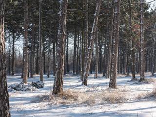 Winter forest. Snow covered trees in winter forest with road. Sunset in wood between trees strains...