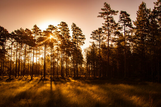 A colorful summer or autumn nature photograph of a sparse pine tree forest during dush sunrise or dawn sunset.