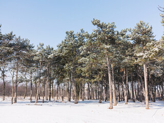 Winter forest. Snow covered trees in winter forest with road. Sunset in wood between trees strains...