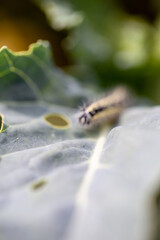 chenille