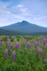 Paisajes de montaña y lavanda