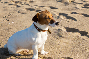 Fototapeta na wymiar Dog breed Jack Russell Terrier on the yellow sand close-up. Background ideal for any design