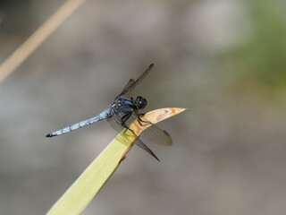 Orthétrum réticulé (Orthetrum cancellatum)
