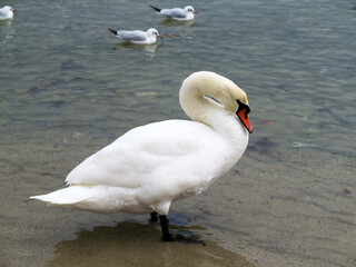 In winter, white swans and seagulls swim in sea. Sea swans, gulls and ducks in winter in coastal waters. Feeding hungry seabirds in winter.