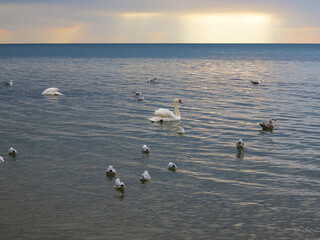 In winter, white swans and seagulls swim in sea. Sea swans, gulls and ducks in winter in coastal waters. Feeding hungry seabirds in winter.