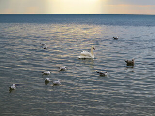 In winter, white swans and seagulls swim in sea. Sea swans, gulls and ducks in winter in coastal waters. Feeding hungry seabirds in winter.