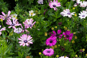 beautiful colored daisies in the garden in summer after the rain