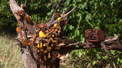 Amazing natural Baltic amber jewelry and old box are on an old stump of a bizarre shape in a sunny day. 