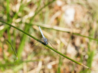 (Orthetrum cancellatum) Orthétrum réticulé mature à couleur bleu pâle abdominale posé 