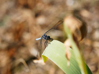 Orthetrum cancellatum | Orthétrum réticulé. Mâle face sombre, thorax brun, yeux verts, abdomen pruine bleu, extrêmités noirâtres et ptérostigmas noirs sur ailes