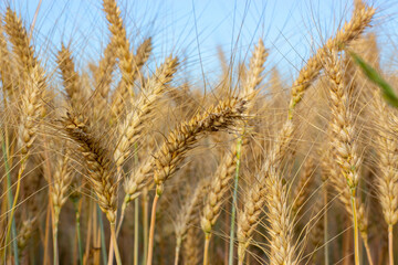 Spikelets are filled with barley grain. Ripe grain harvest.