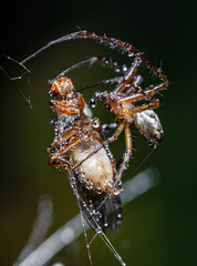 Close up macro shot of a spider grabbed the victim and wrapped it in a web.
