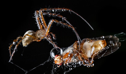 Close up macro shot of a spider grabbed the victim and wrapped it in a web.