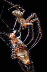 Close up macro shot of a spider grabbed the victim and wrapped it in a web.