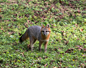 Grey fox Stock Photo. Grey fox foraging in a field, displaying grey fur, body, head, ears, eyes, nose, bushy tail in its surrounding and environment with foliage background. Portrait. Image. Picture.