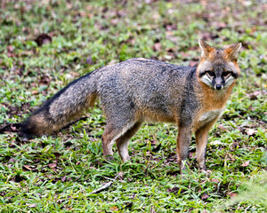 Gray fox stock photos.  Foraging in a field, displaying grey fur, body, head, ears, eyes, nose, bushy tail in its surrounding and environment with foliage background and foreground. Portrait. Image.  