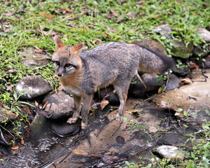Naklejka na ściany i meble ray fox stock photos. Close-up profile view in a water stream with rocks and foliage displaying fur, body, head, ears, eyes, nose, head, bushy tail in its habitat with a foliage background. Image. 