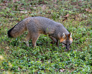 Naklejka na ściany i meble Gray fox stock photos. Foraging in a field, displaying grey fur, body, head, ears, eyes, nose, bushy tail in its surrounding and environment with foliage background and foreground. Portrait. Image. 
