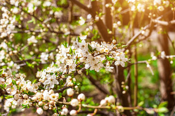 Fresh bright white flowers of blossoming asian cherry on green leaves background in the garden in spring close up.