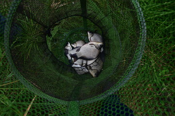 fishing net on the beach