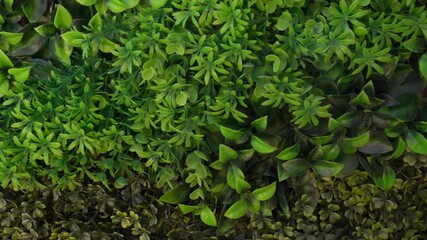 Closeup view 4k video of green plastic evergreen artificial plants