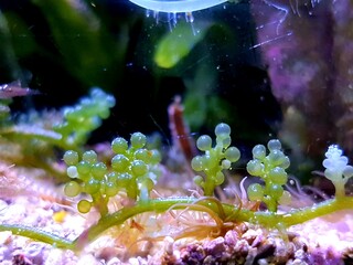Caulerpa racemosa in refugium system for saltwater coral reef aquarium tank