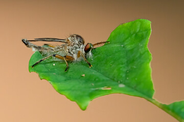 Robber Fly is trapped in spider web