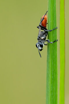 Prionyx wasp isolated perching on grass leaf