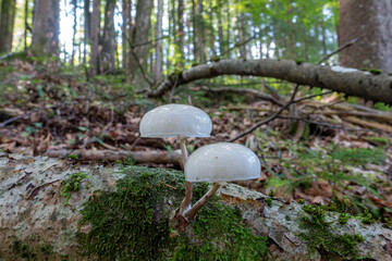 PORCELAIN FUNGUS . Oudemansiella mucida . Buchenschleimrübling