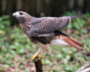 Hawk stock photo.  Close-up profile view perched on a branch displaying brown feathers plumage,  head, eye, beak, tail, feet, with a blur background in its habitat and environment. Image. Picture. 