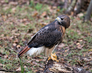 Hawk bird stock photos.  Close-up profile view perched on a branch displaying brown feathers plumage,  head, eye, beak, tail, feet, with a blur background in its habitat and environment. Image. 