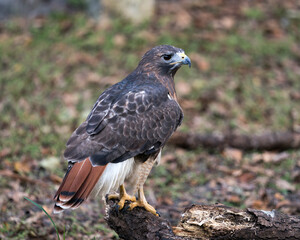 Hawk stock photos. Hawk close-up profile view perched displaying brown plumage, body, head, eye, beak, tail, feet,feathers with a blur background in its habitat and environment.