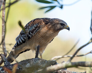Hawk stock photos. Hawk perched displaying feather plumage, wings, body, head, eye, beak, tail, feet, with a blur background in its habitat and environment. Image. Picture. Portrait.