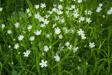 Small white flowers in large quantities on a forest clearing or in a field in spring. Can be used...