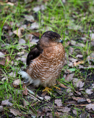 Hawk stock photos. Hawk close-up profile view displaying eyes, beak, brown plumage with a foliage background in its habitat and environment. Image. Picture. Portrait.