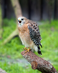 Hawk stock photos. Close-up profile view perched on a tree branch displaying brown feathers plumage, head, eye, open beak, tail, talons, with a blur background in its habitat and environment. Image. 
