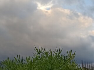 Obraz na płótnie Canvas clouds over grass