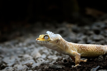 Lemon Frost Gecko shed its skin, all shedding process captured | Amazing animal reptile photo series
